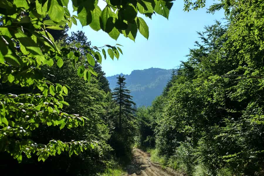 Le parc national des sapins de Drenova est situé dans le district de Korça, à seulement 10 km de la ville et à 6 km du village de Drenovë. Il couvre une superficie de 1 380 ha dans la chaîne de montagnes Morava.